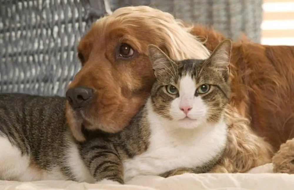 gato-y-perro