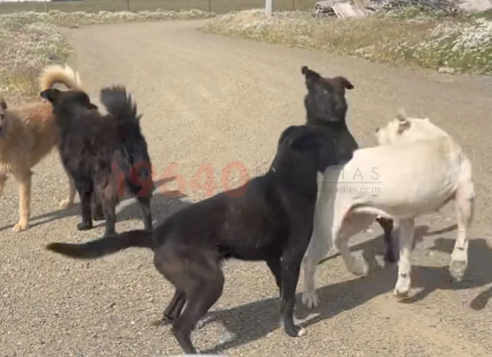 Perros sin castrar