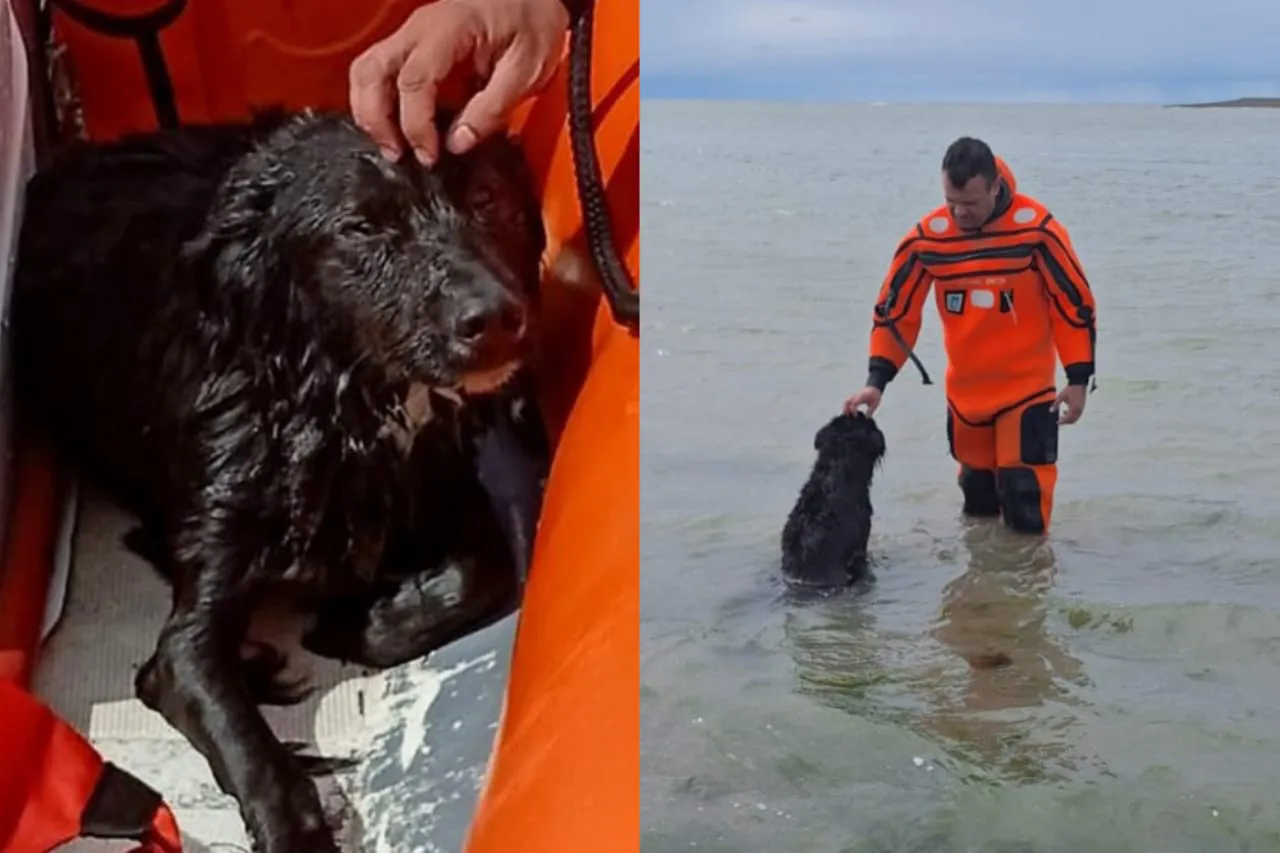 Rescate de perro- Prefectura