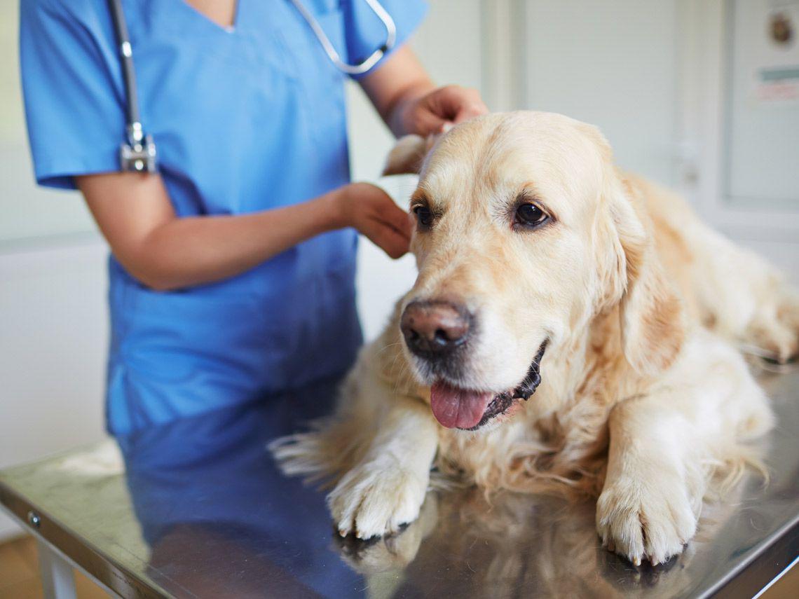 perro-veterinaria_0