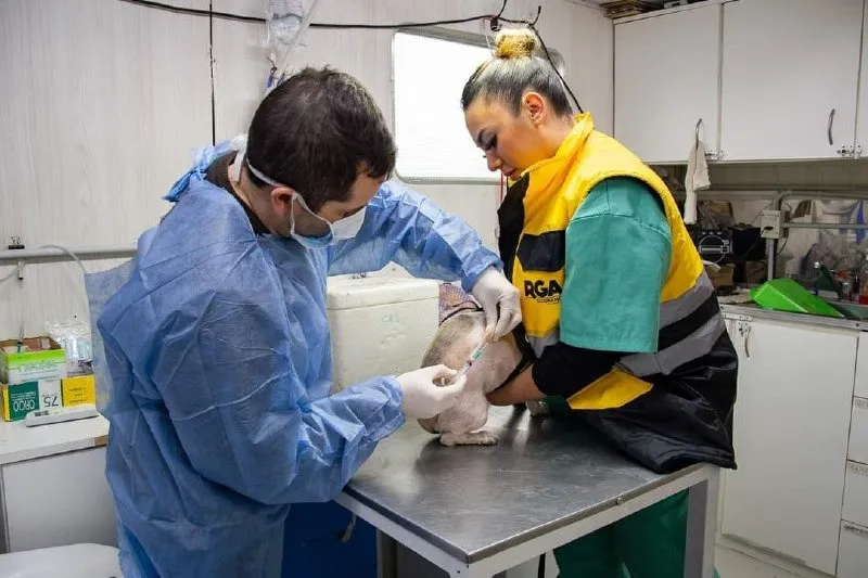 Castración animal