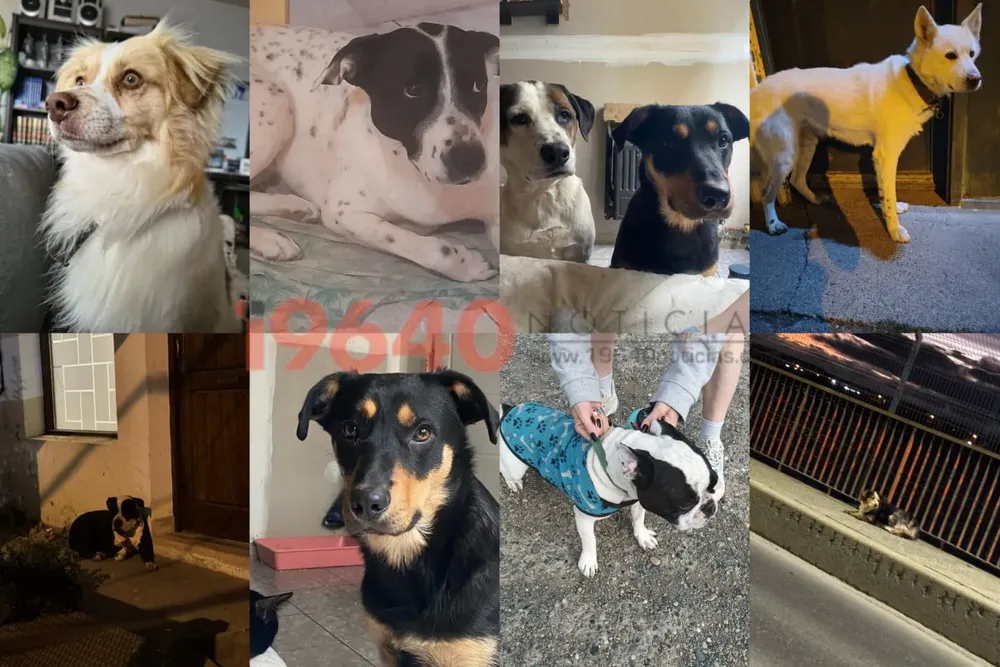 Perros perdidos Navidad