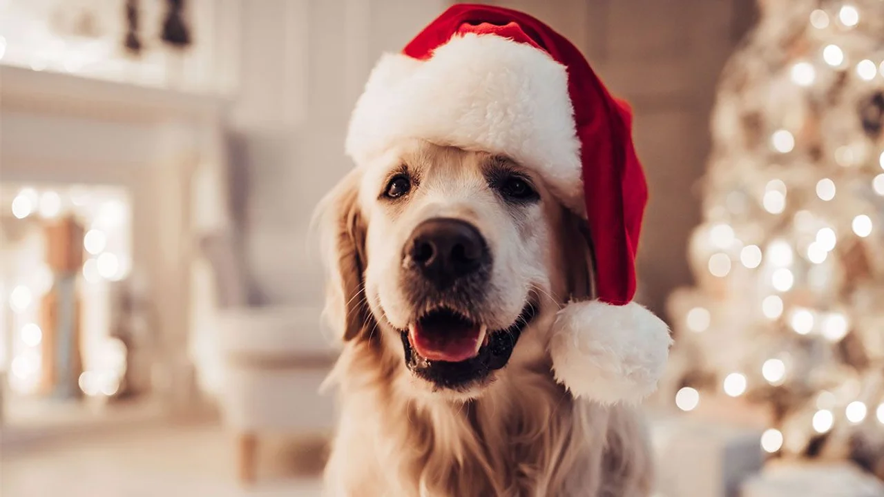 mascotas pirotecnica