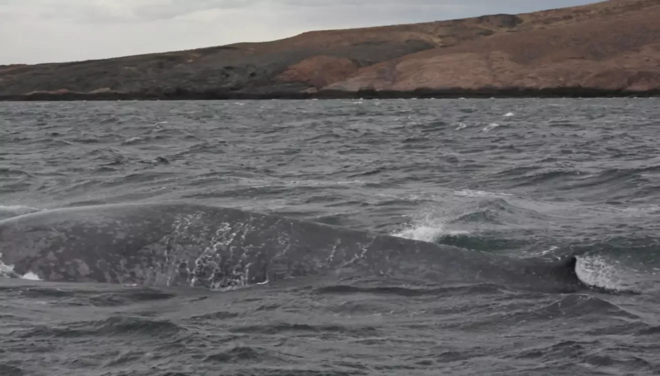 Ballena azu- Chubut
