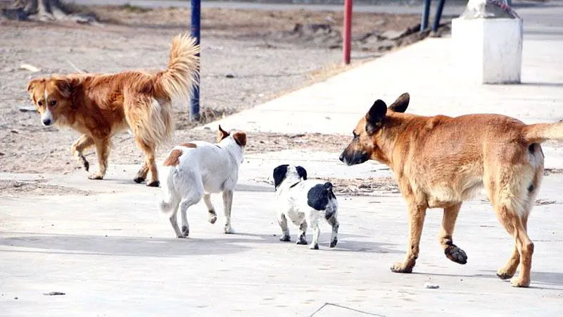 perros sueltos tolhuin