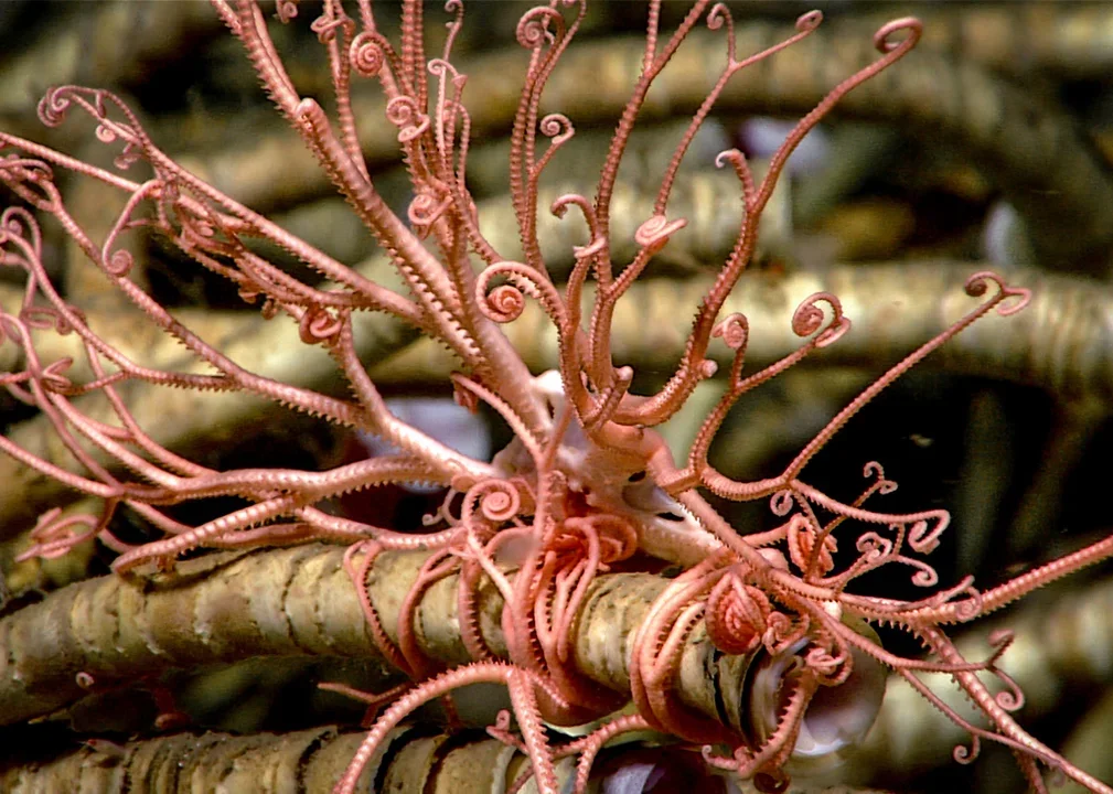 Expedición científica