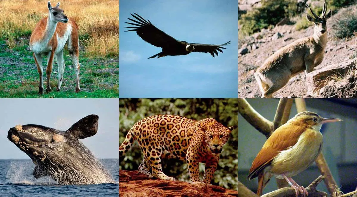 Fauna autoctona