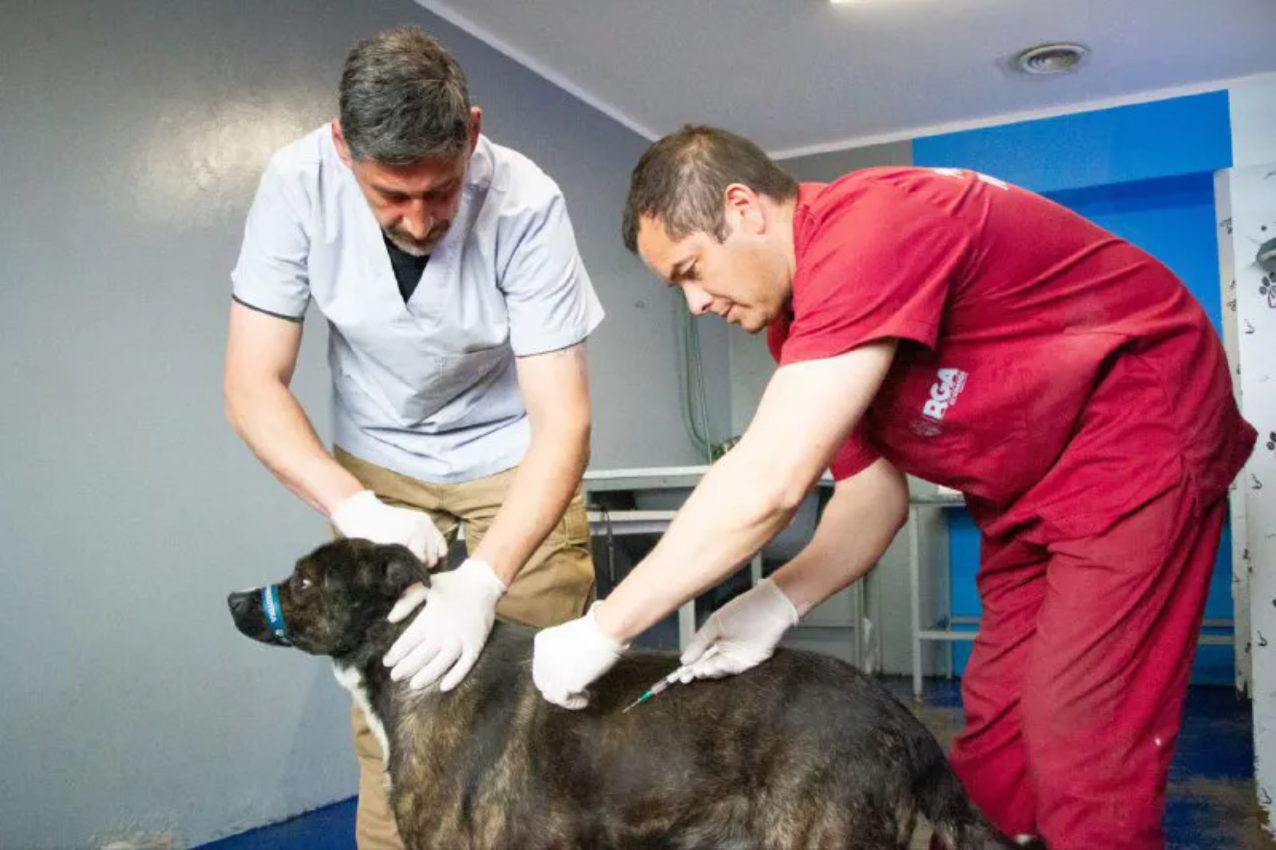 zoonosis Río Grande, perritos de la Termas