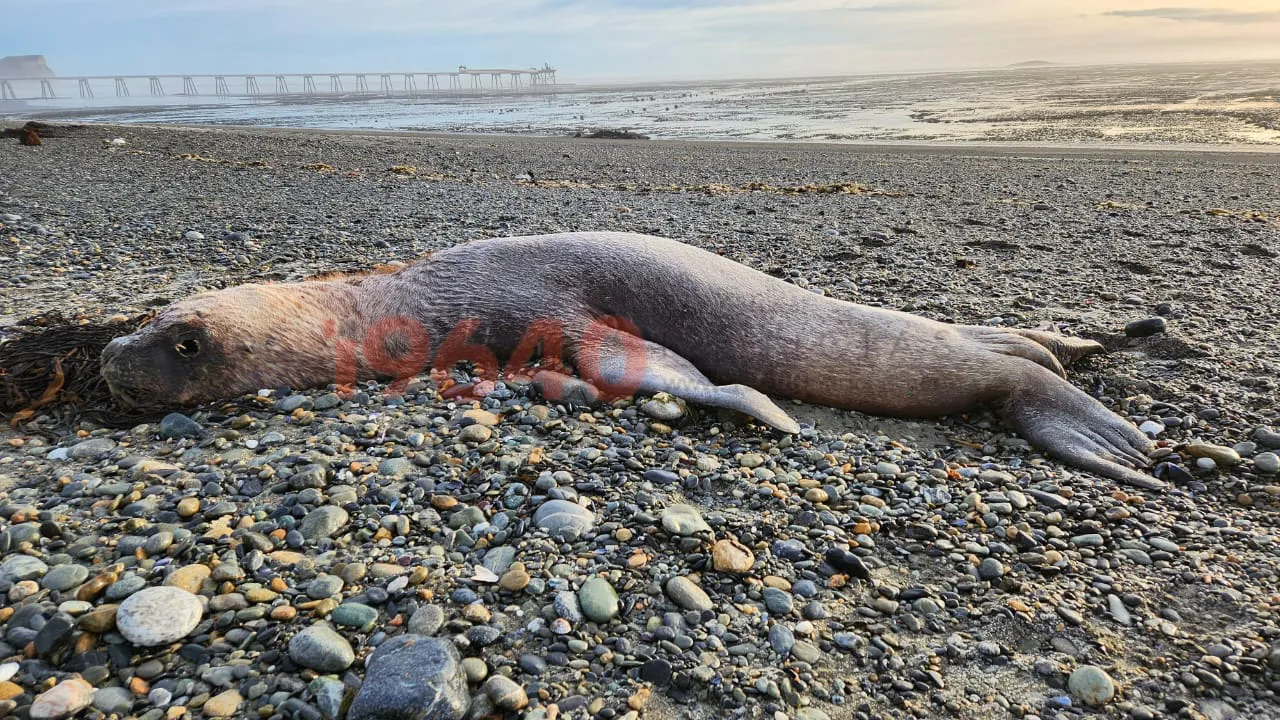 Lobos Marinos Muertos