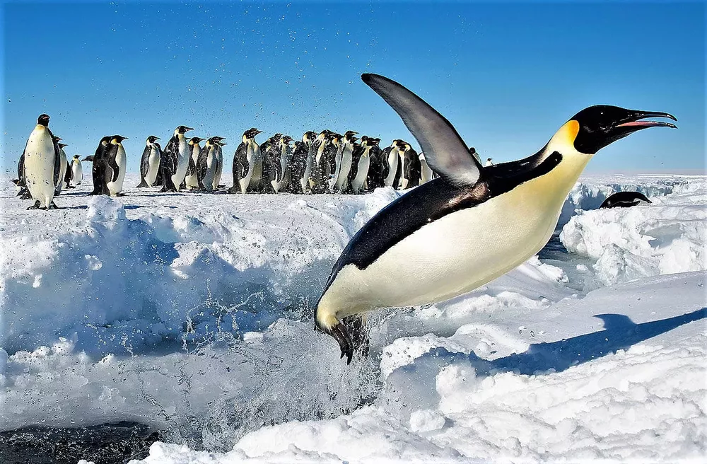 pinguino emperador