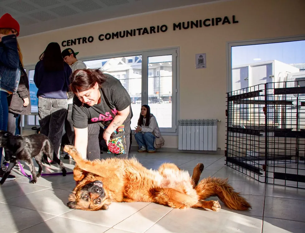 adopción responsable 