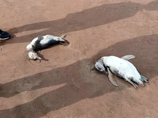 pinguinos-mar-del-plata