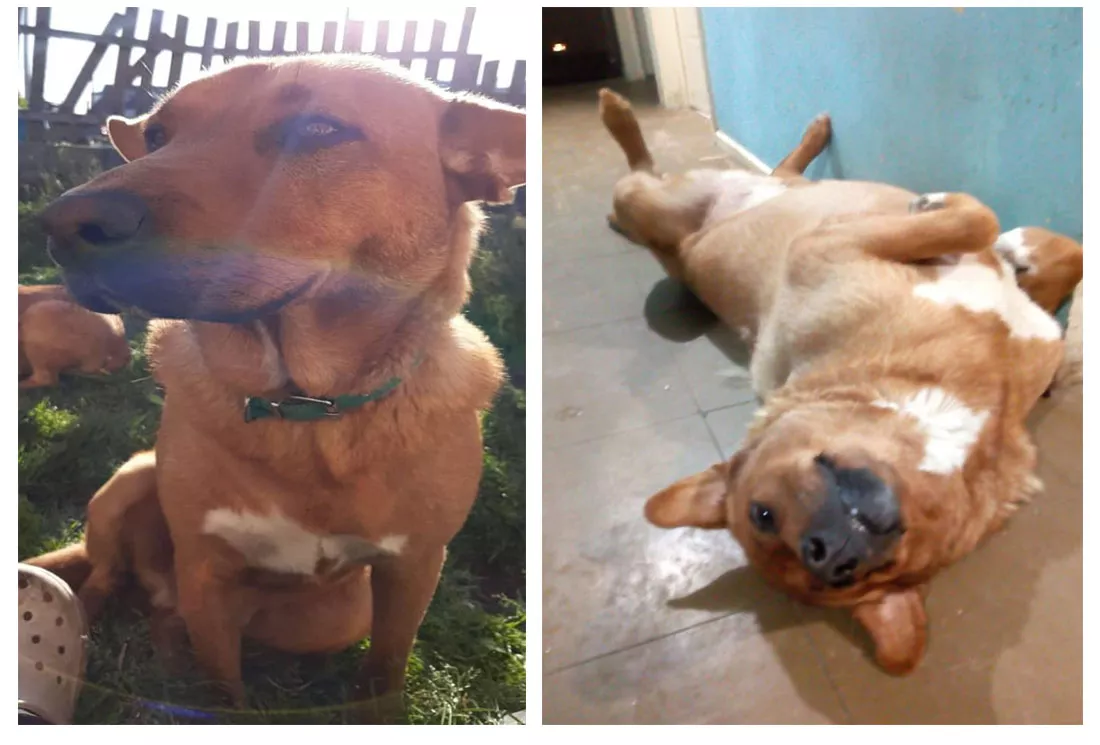 Perro