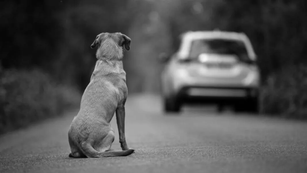 mascota abandonada