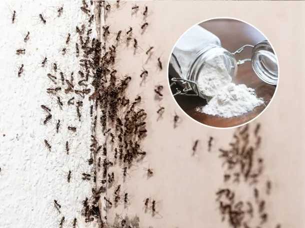 hormigas-polvo-hornear