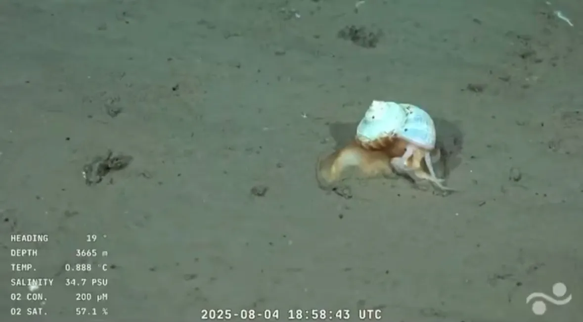 caracol