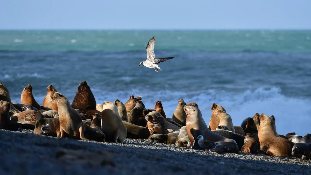 Lobos Marinos Chubut