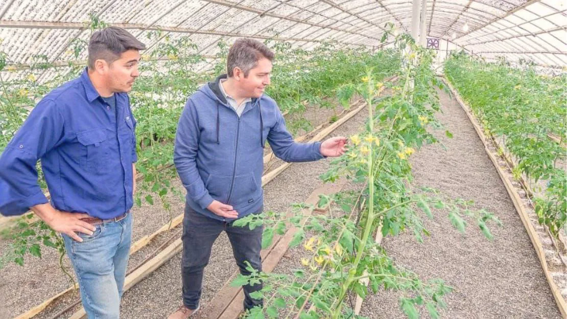 RGA Alimentos (producción de tomates)- Martín Perez