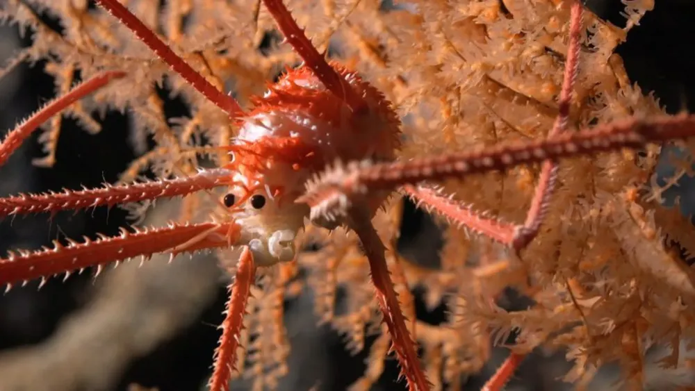 Especie del fondo del océano