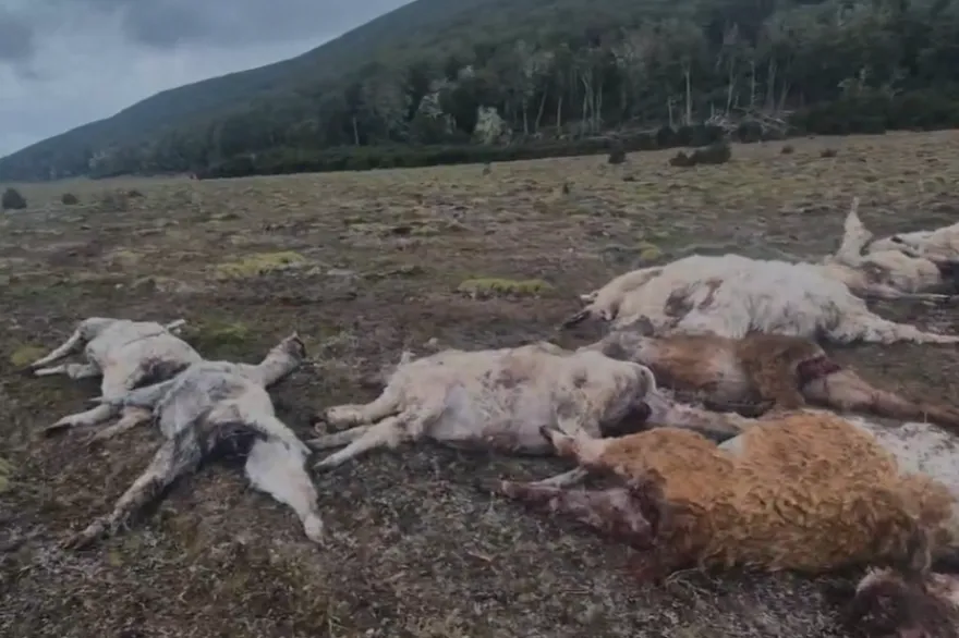 Ataque de perros a llamas