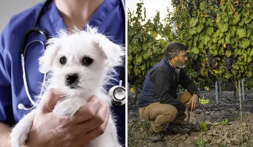 Veterinario- Agrónomo