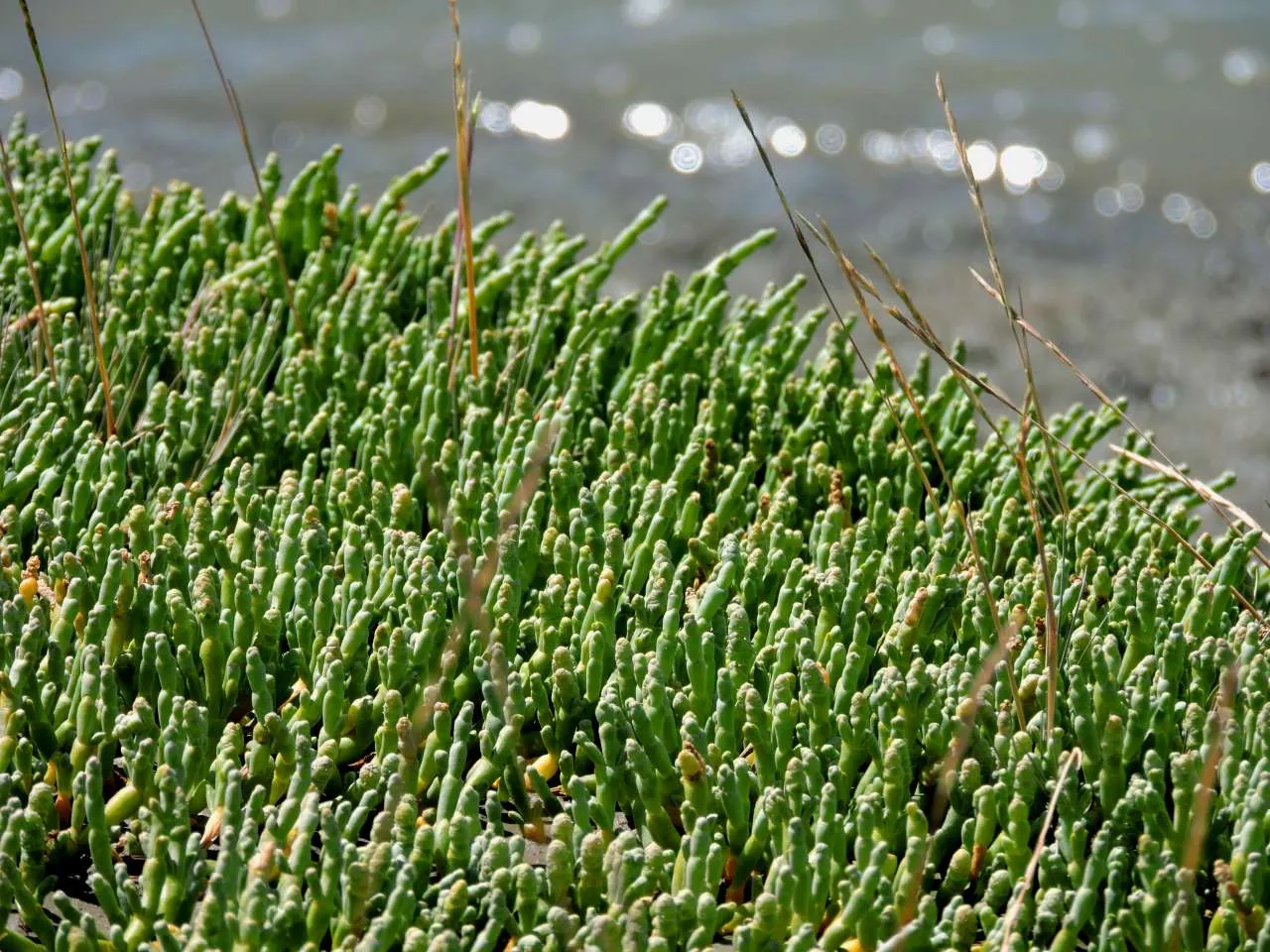 Salicornia