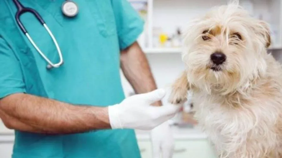 Guardia Veterinaria