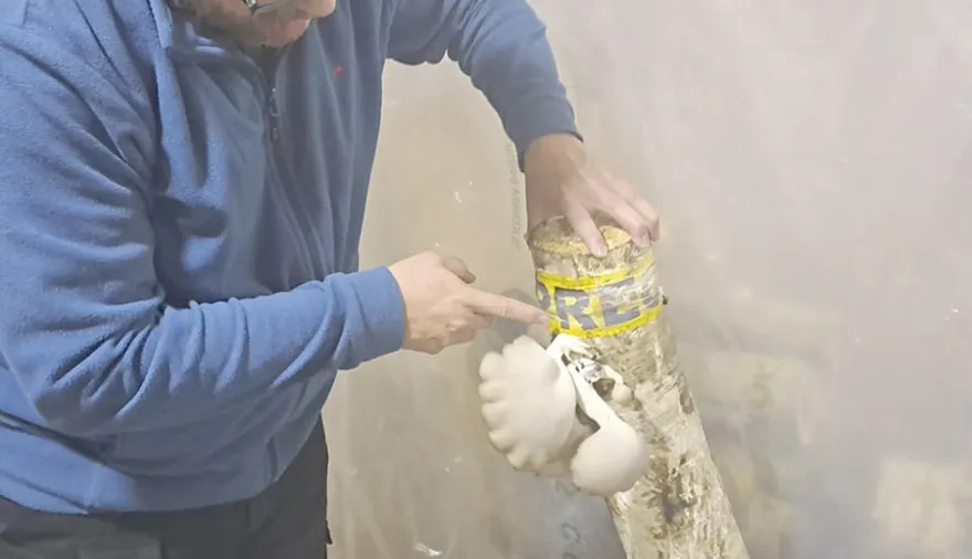 Hongos en troncos de lenga. INTA