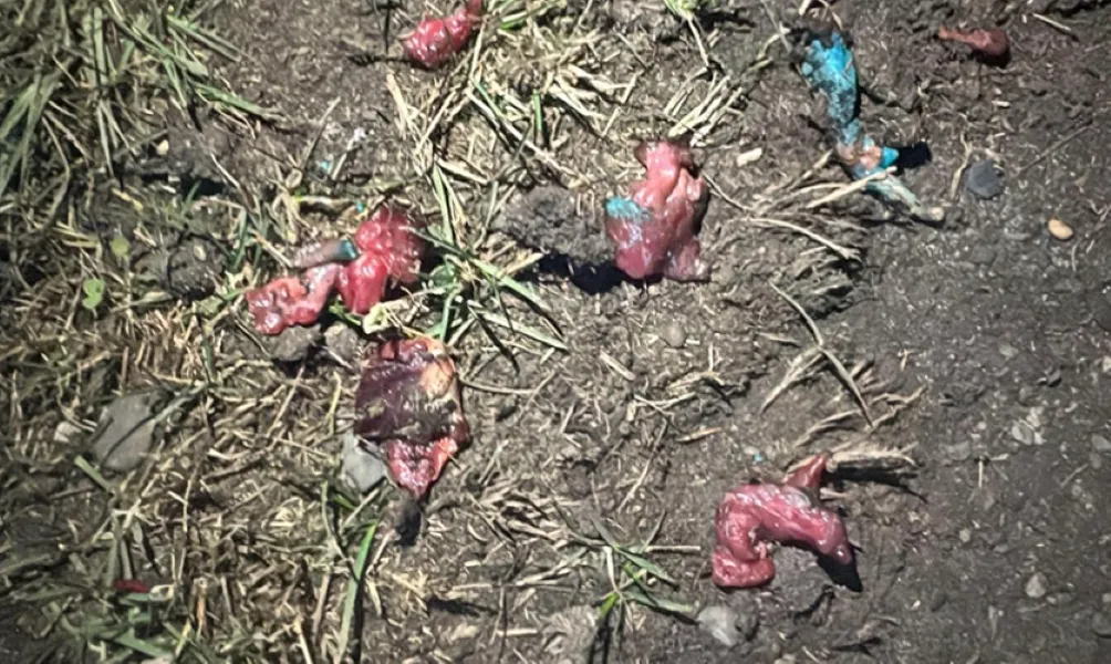Carne envenenada