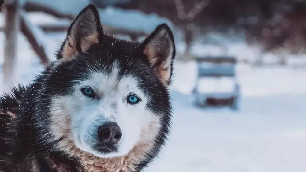 Huskies