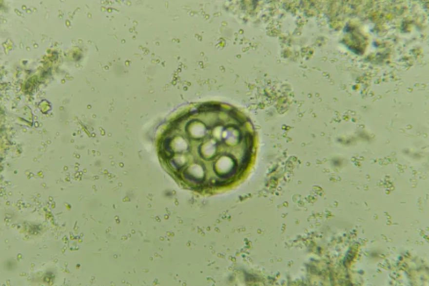 parasitosis de la fauna silvestre fueguina