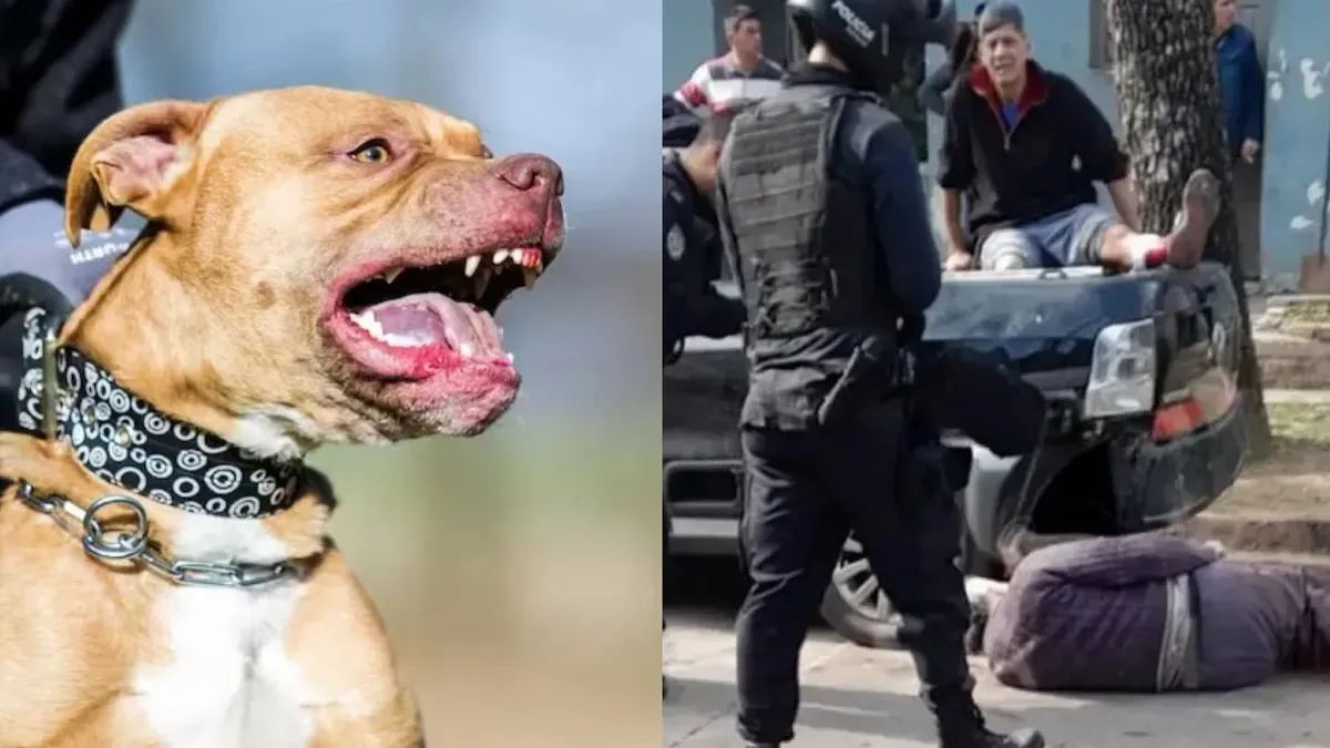 pitbull