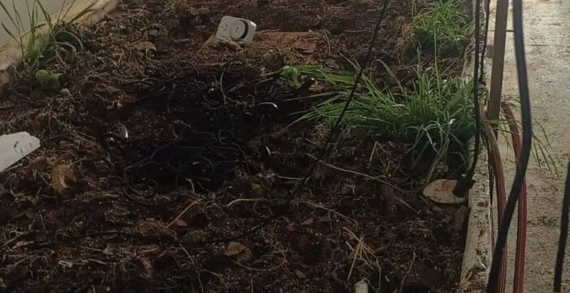 Robo terpenos del sur