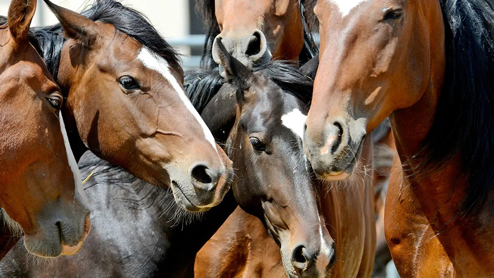 Encefaliomelitis Equina
