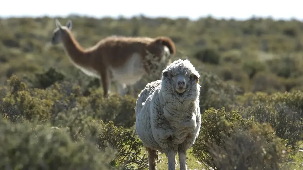 Oveja- Guanaco