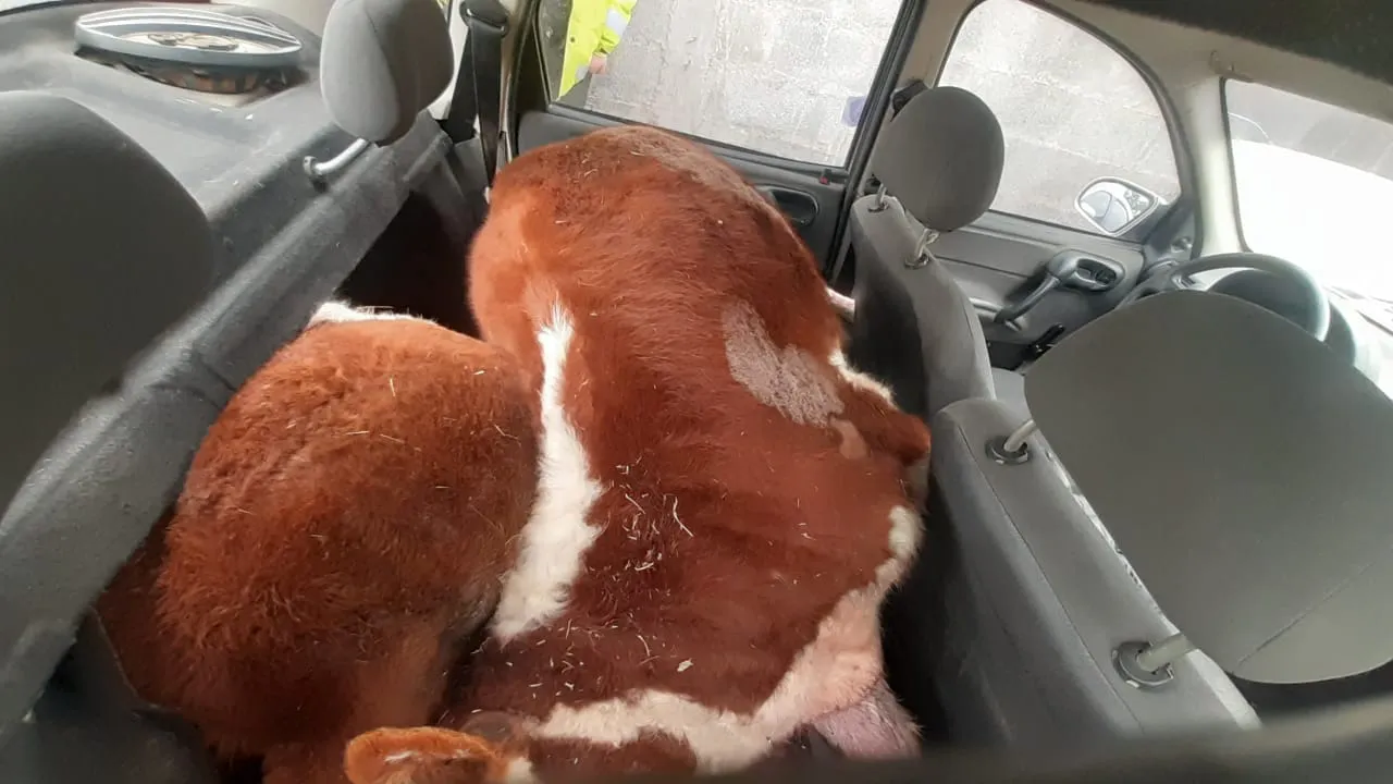 Animal Muerto Chevrolet Corsa
