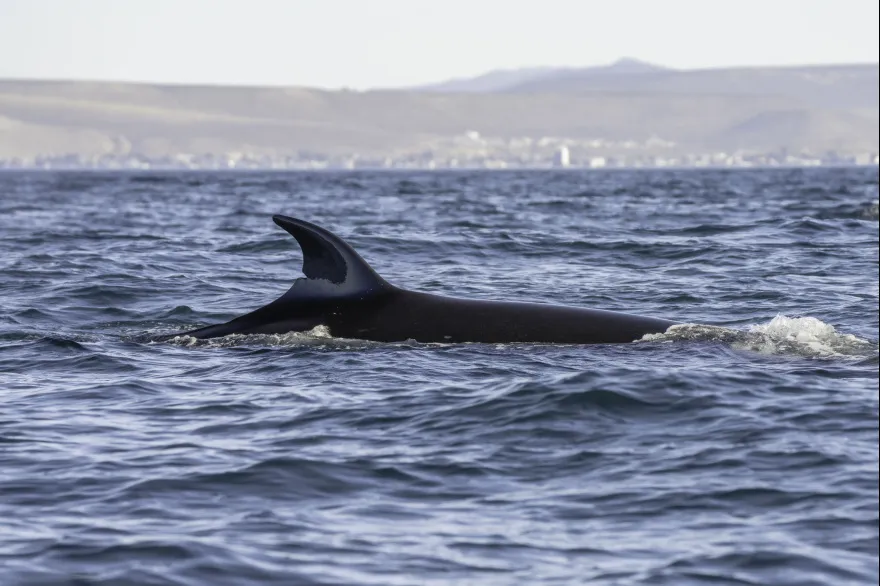 Ballena Sei