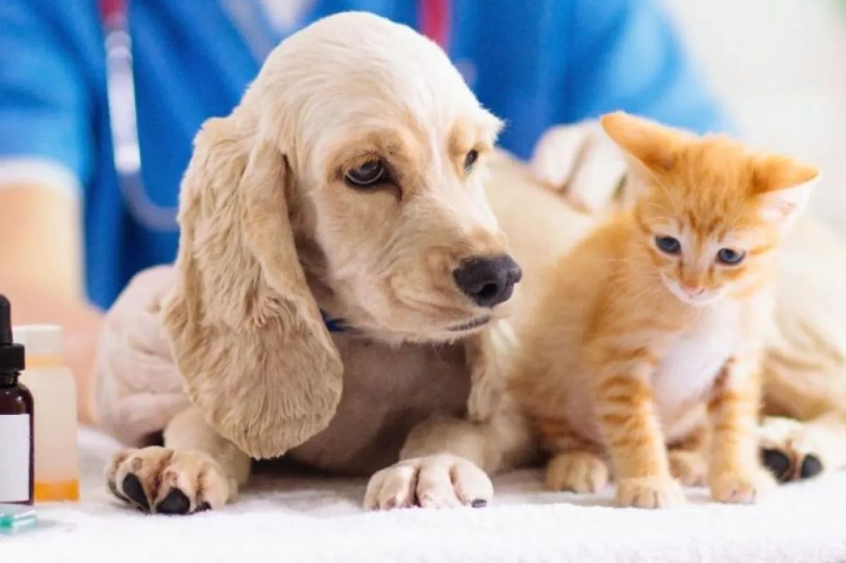 perro y gato