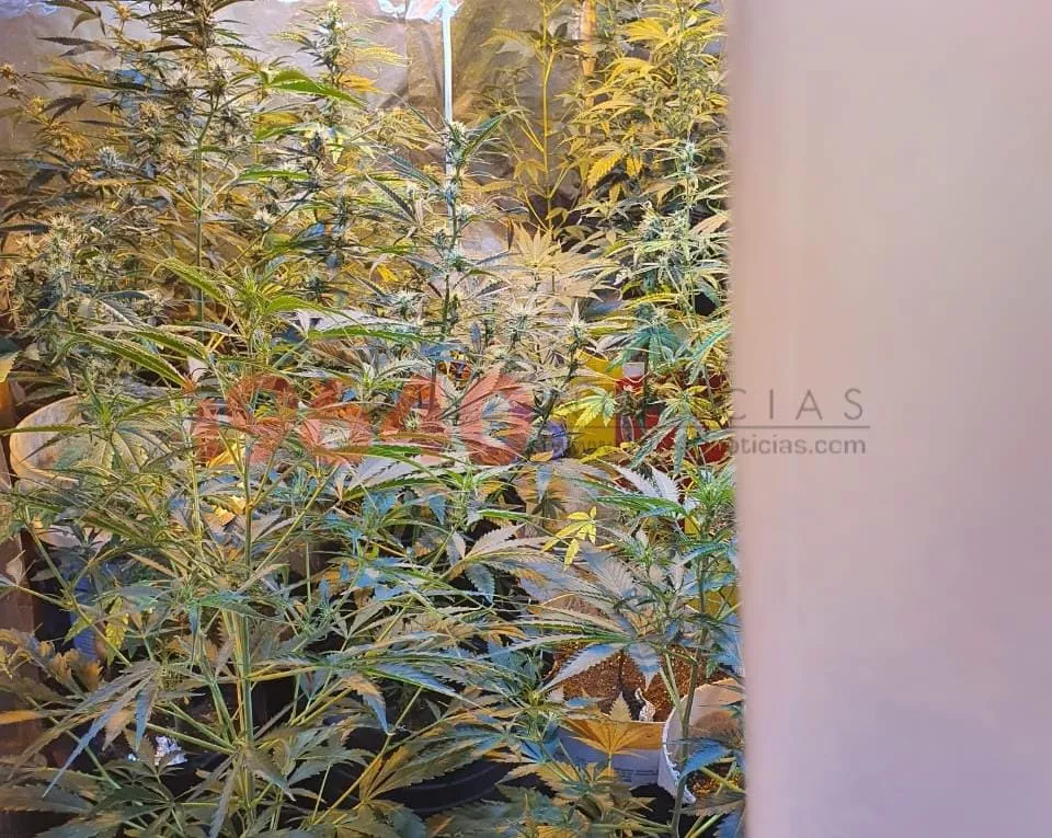 Plantas marihuana Santa Rosa 600