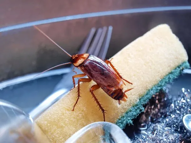 cucaracha