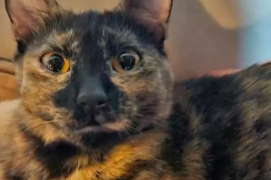 20241010131427_captura_de_pantalla_2024_10_10_131421