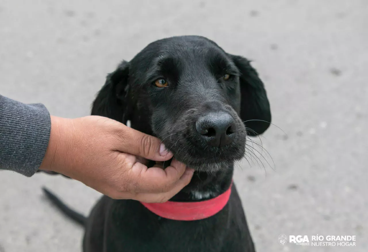 Adopción de Mascotas