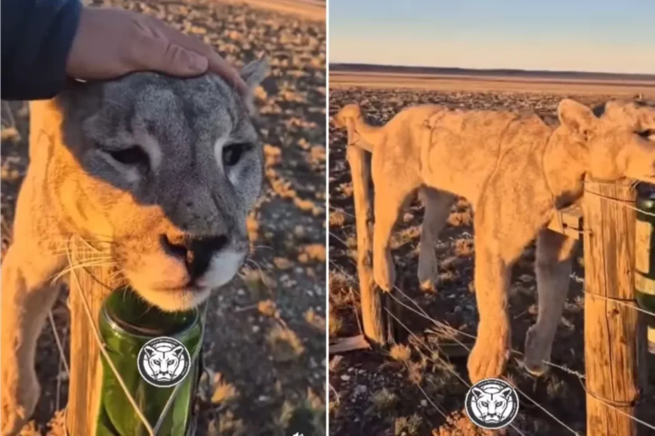 Puma muerto