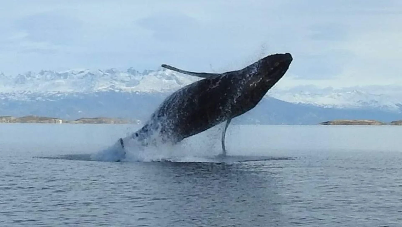 Ballena- Canal Beagle