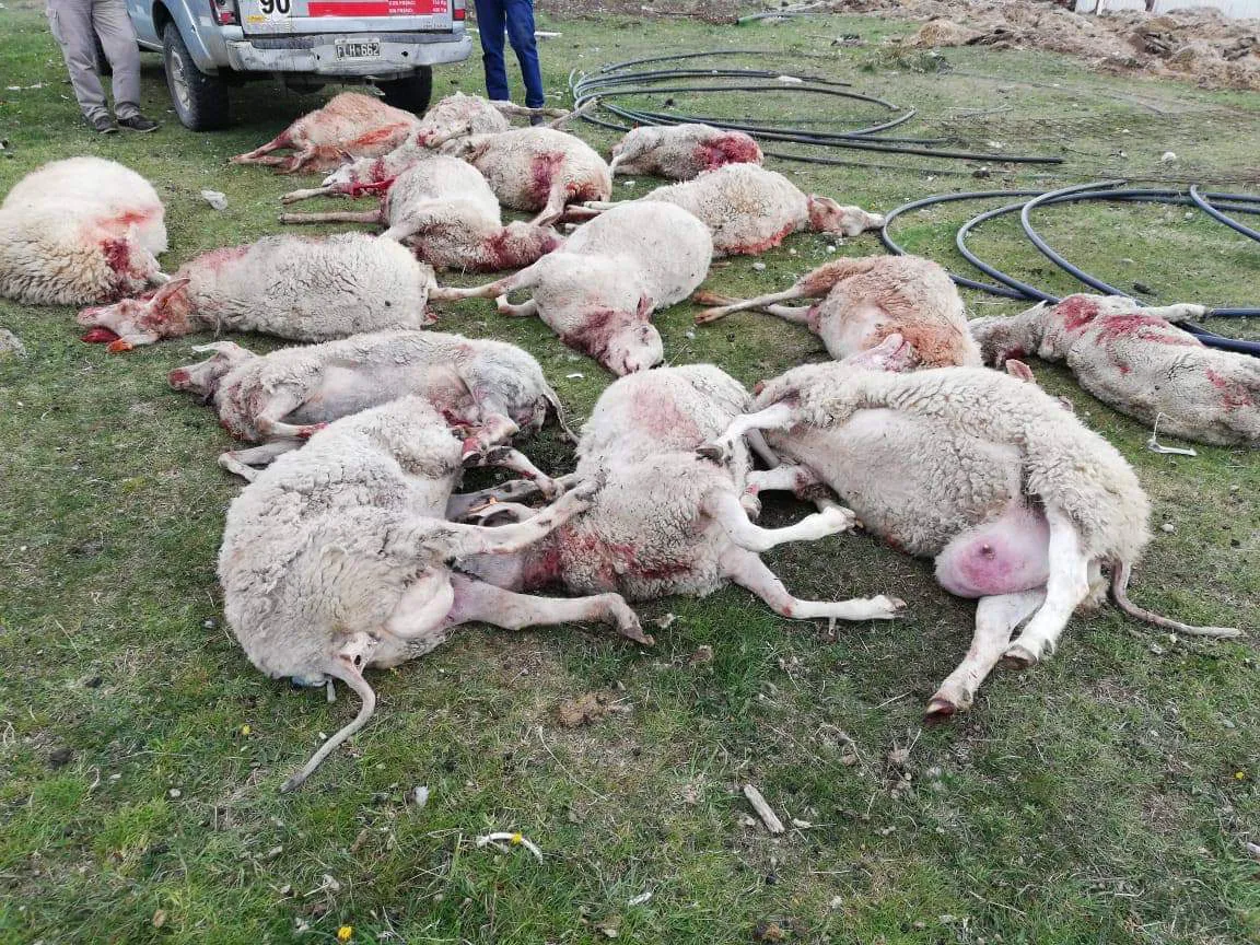 ovejas-mision-abigeato