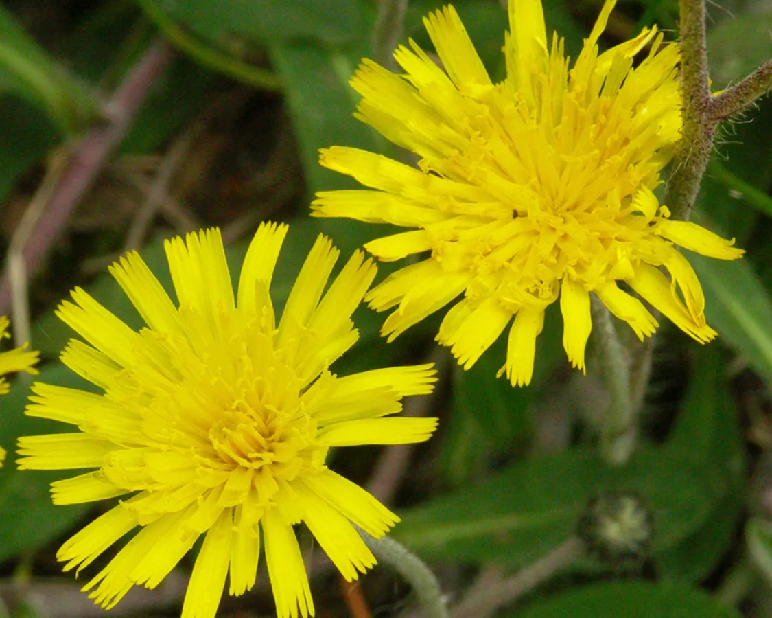 Hieracium pilosella
