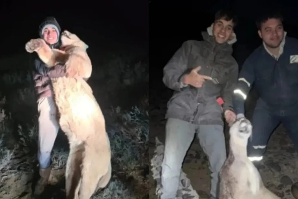 Caza ilegal de pumas- Santa Cruz