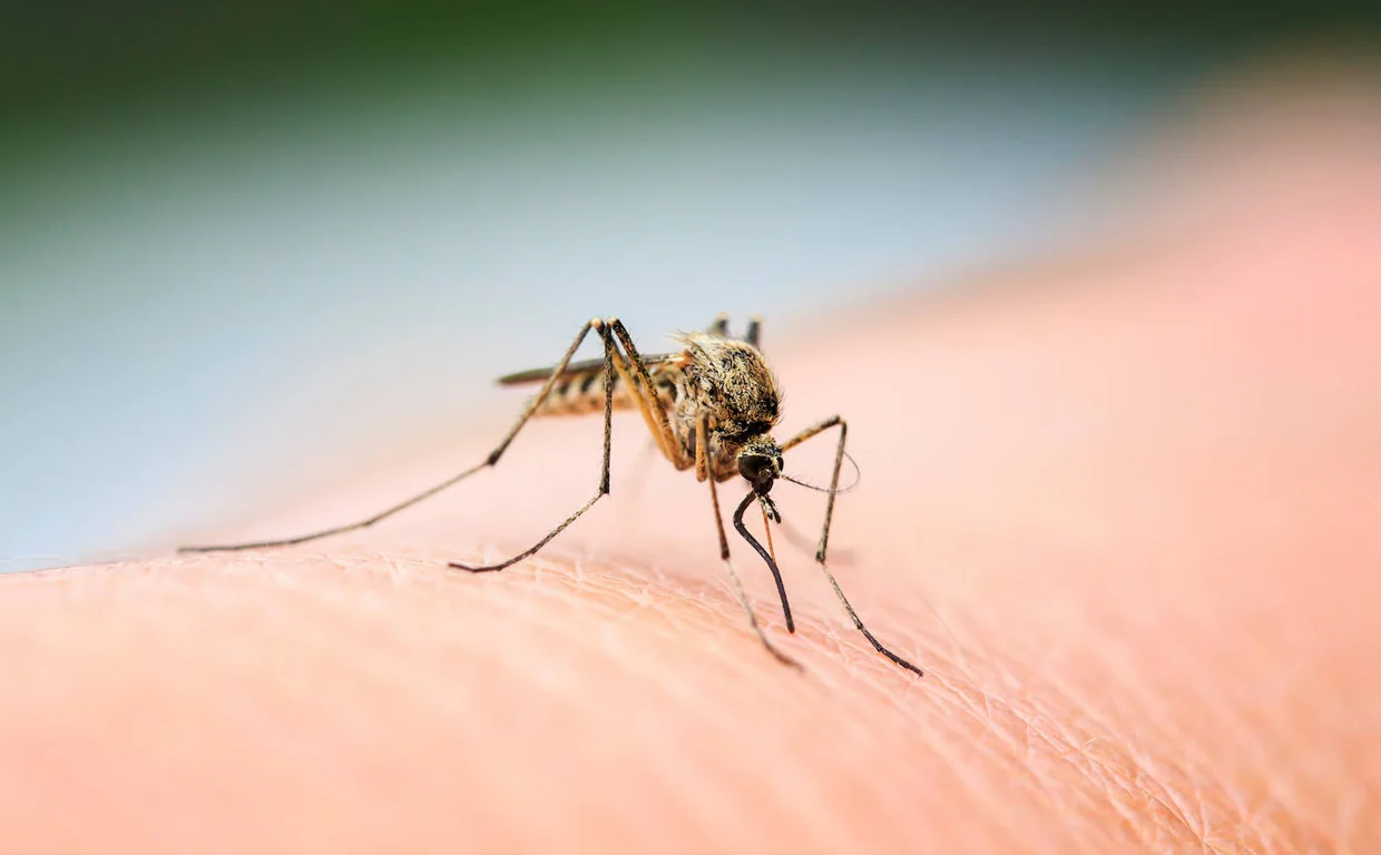 Mosquito
