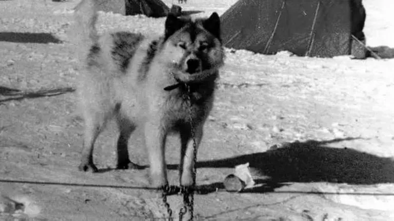 perro pola 2