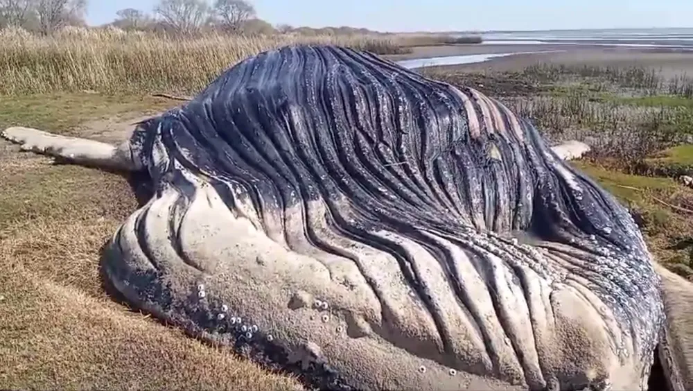 Ballena río de la plata